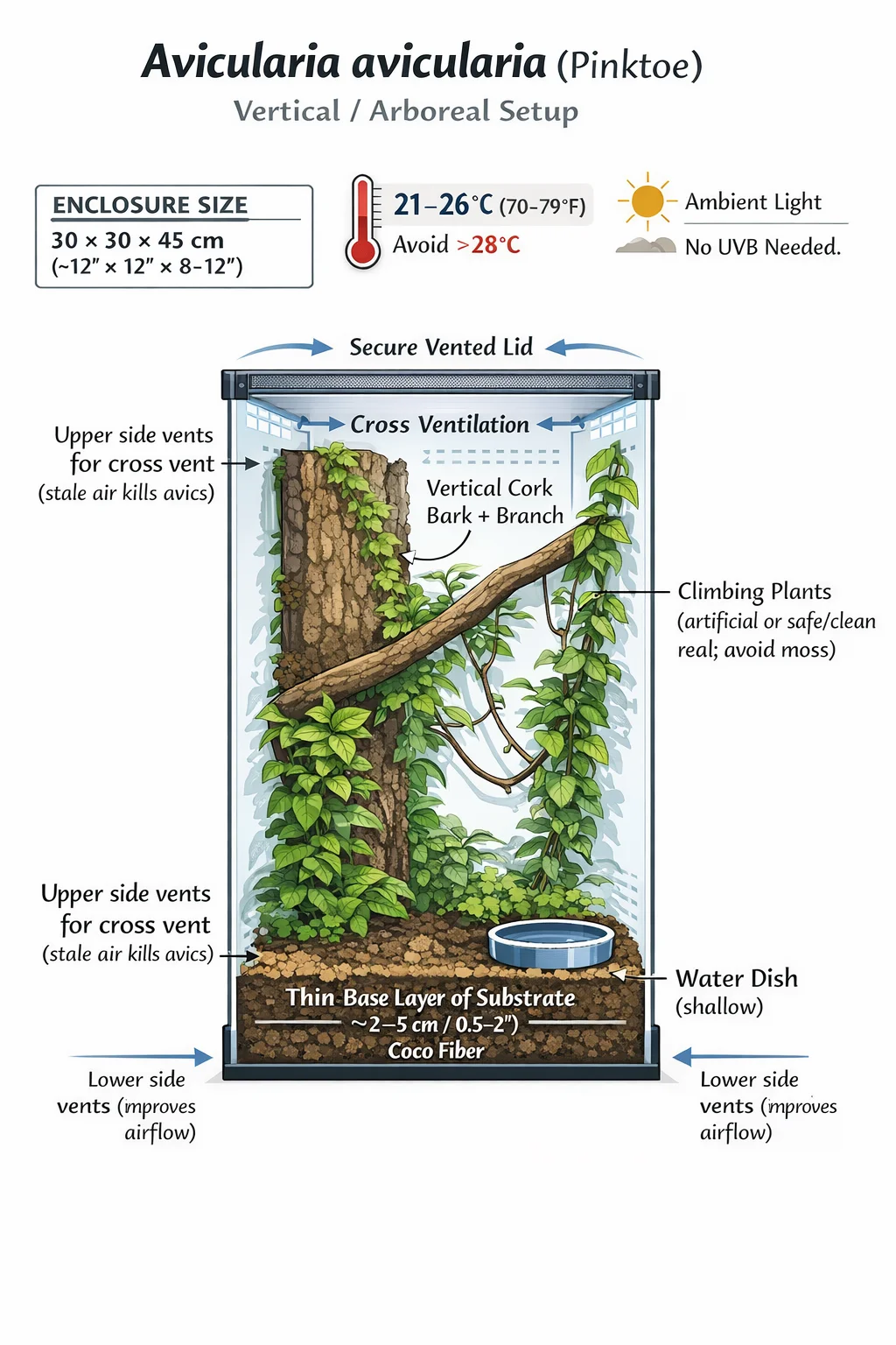 Pink Toe Tarantula enclosure setup image for reptile husbandry planning in CareTrack
