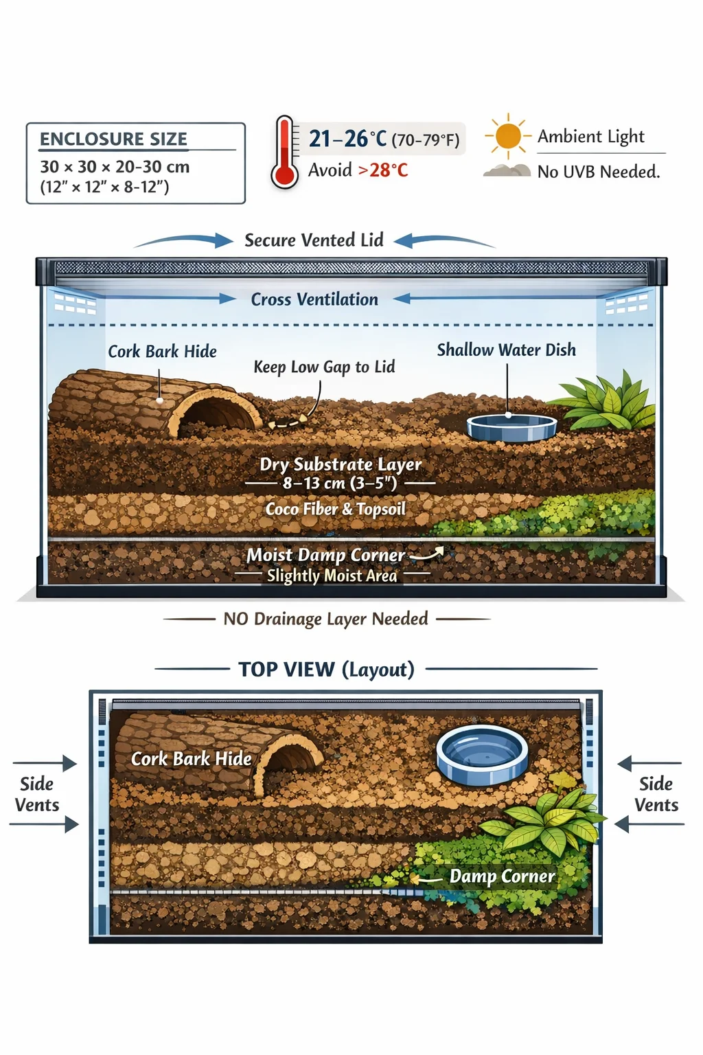Curly Hair Tarantula enclosure setup image for reptile husbandry planning in CareTrack